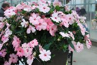 SunPatiens® New Guinea Impatiens Spreading Pink Kiss -- From Sakata Ornamentals Spring Trials 2016:  Do You Love SunPatiens?  A NEW vegetative, spreading impatiens with stunning color, vigor and proven performance.