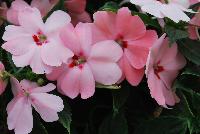 SunPatiens® New Guinea Impatiens Spreading Pink Kiss -- From Sakata Ornamentals Spring Trials 2016:  Do You Love SunPatiens?  A NEW vegetative, spreading impatiens with stunning color, vigor and proven performance.