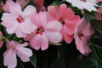 SunPatiens® New Guinea Impatiens Spreading Pink Kiss -- From Sakata Ornamentals Spring Trials 2016:  Do You Love SunPatiens?  A NEW vegetative, spreading impatiens with stunning color, vigor and proven performance.