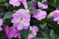 SunPatiens® New Guinea Impatiens Compact Orchid -- From Sakata Ornamentals Spring Trials 2016:  Do You Love SunPatiens?  A vegetative impatiens with stunning color, variegated leaves, vigor and proven performance.