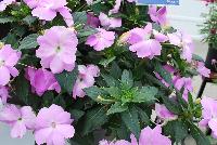 SunPatiens® New Guinea Impatiens Compact Orchid -- From Sakata Ornamentals Spring Trials 2016:  Do You Love SunPatiens?  A vegetative impatiens with stunning color, variegated leaves, vigor and proven performance.