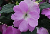 SunPatiens® New Guinea Impatiens Compact Orchid -- From Sakata Ornamentals Spring Trials 2016:  Do You Love SunPatiens?  A vegetative impatiens with stunning color, variegated leaves, vigor and proven performance.