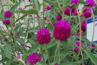 Ping Pong® Gomphrena Purple -- From Sakata Ornamentals Spring Trials 2016:  A seed Gomphrena series with compact, dense ping-pong-ball like flowers popping above the green leaved foliage.  Game. Set. Match.