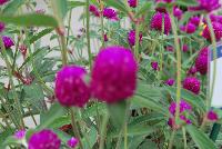 Ping Pong® Gomphrena Purple -- From Sakata Ornamentals Spring Trials 2016:  A seed Gomphrena series with compact, dense ping-pong-ball like flowers popping above the green leaved foliage.  Game. Set. Match.