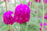 Ping Pong® Gomphrena Purple -- From Sakata Ornamentals Spring Trials 2016:  A seed Gomphrena series with compact, dense ping-pong-ball like flowers popping above the green leaved foliage.  Game. Set. Match.