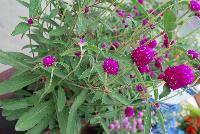 Ping Pong® Gomphrena Purple -- From Sakata Ornamentals Spring Trials 2016:  A seed Gomphrena series with compact, dense ping-pong-ball like flowers popping above the green leaved foliage.  Game. Set. Match.