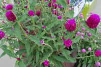 Ping Pong® Gomphrena Purple -- From Sakata Ornamentals Spring Trials 2016:  A seed Gomphrena series with compact, dense ping-pong-ball like flowers popping above the green leaved foliage.  Game. Set. Match.