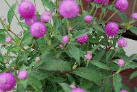 Ping Pong® Gomphrena Lavender -- From Sakata Ornamentals Spring Trials 2016:  A seed Gomphrena series with compact, dense ping-pong-ball like flowers popping above the green leaved foliage.  Game. Set. Match.