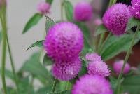 Ping Pong® Gomphrena Lavender -- From Sakata Ornamentals Spring Trials 2016:  A seed Gomphrena series with compact, dense ping-pong-ball like flowers popping above the green leaved foliage.  Game. Set. Match.