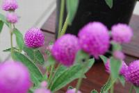 Ping Pong® Gomphrena Lavender -- From Sakata Ornamentals Spring Trials 2016:  A seed Gomphrena series with compact, dense ping-pong-ball like flowers popping above the green leaved foliage.  Game. Set. Match.