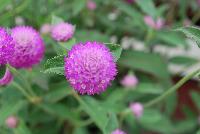 Ping Pong® Gomphrena Lavender -- From Sakata Ornamentals Spring Trials 2016:  A seed Gomphrena series with compact, dense ping-pong-ball like flowers popping above the green leaved foliage.  Game. Set. Match.