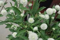 Ping Pong® Gomphrena White -- From Sakata Ornamentals Spring Trials 2016:  A seed Gomphrena series with compact, dense ping-pong-ball like flowers popping above the green leaved foliage.  Game. Set. Match.