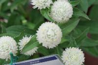 Ping Pong® Gomphrena White -- From Sakata Ornamentals Spring Trials 2016:  A seed Gomphrena series with compact, dense ping-pong-ball like flowers popping above the green leaved foliage.  Game. Set. Match.