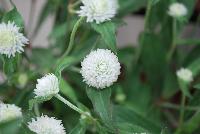 Ping Pong® Gomphrena White -- From Sakata Ornamentals Spring Trials 2016:  A seed Gomphrena series with compact, dense ping-pong-ball like flowers popping above the green leaved foliage.  Game. Set. Match.