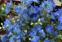 Planet™ Delphinium Blue -- From Sakata Ornamentals Spring Trials 2016:  A seed variety Delphinium just in time for the 2016 Plant of the Year designation from the National Gardening Bureau.