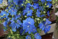 Planet™ Delphinium Blue -- From Sakata Ornamentals Spring Trials 2016:  A seed variety Delphinium just in time for the 2016 Plant of the Year designation from the National Gardening Bureau.