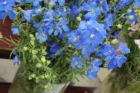 Planet™ Delphinium Blue -- From Sakata Ornamentals Spring Trials 2016:  A seed variety Delphinium just in time for the 2016 Plant of the Year designation from the National Gardening Bureau.