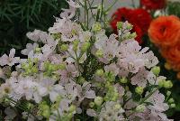 Planet™ Delphinium Light Pink -- From Sakata Ornamentals Spring Trials 2016:  A seed variety Delphinium just in time for the 2016 Plant of the Year designation from the National Gardening Bureau.