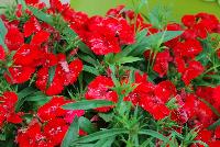 Diamond™ Dianthus Scarlet Improved -- From Sakata Ornamentals Spring Trials 2016:  A seed variety of Carnation.