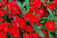Diamond™ Dianthus Scarlet Improved -- From Sakata Ornamentals Spring Trials 2016:  A seed variety of Carnation.