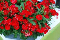 Diamond™ Dianthus Scarlet Improved -- From Sakata Ornamentals Spring Trials 2016:  A seed variety of Carnation.