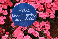 SunPatiens® Impatiens  -- From Sakata Ornamentals Spring Trials 2016:  Celebrate the 10 Year Anniversary of SunPatiens® even MORE – MORE blooms spring thru fall.