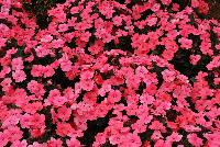 SunPatiens® Impatiens  -- From Sakata Ornamentals Spring Trials 2016:  Celebrate the 10 Year Anniversary of SunPatiens® even MORE – MORE blooms spring thru fall.