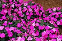 SunPatiens® Impatiens  -- From Sakata Ornamentals Spring Trials 2016:  Celebrate the 10 Year Anniversary of SunPatiens® even MORE – MORE proven performance.