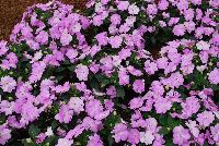 SunPatiens® Impatiens  -- From Sakata Ornamentals Spring Trials 2016:  Celebrate the 10 Year Anniversary of SunPatiens® even MORE – MORE proven performance.