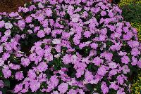 SunPatiens® Impatiens  -- From Sakata Ornamentals Spring Trials 2016:  Celebrate the 10 Year Anniversary of SunPatiens® even MORE – MORE proven performance.