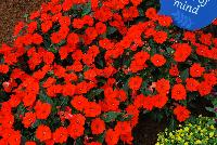 SunPatiens® Impatiens  -- From Sakata Ornamentals Spring Trials 2016:  Celebrate the 10 Year Anniversary of SunPatiens® even MORE – MORE peace of mind.