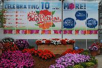 SunPatiens® Impatiens  -- From Sakata Ornamentals Spring Trials 2016:  Celebrate the 10 Year Anniversary of SunPatiens® even MORE – 1) MORE colors and foliage options, 2) MORE plant habit choices, 3) MORE blooms spring thru fall, 4) MORE blooms in sun or shade, 5) MORE disease resistance, 6) MORE proven performance, 7) MORE cultural support, 8) MORE brand recognition, 10) MORE peace of mind.