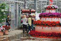 SunPatiens® Impatiens  -- From Sakata Ornamentals Spring Trials 2016:  Celebrate the 10 Year Anniversary of SunPatiens® even MORE – 1) MORE colors and foliage options, 2) MORE plant habit choices, 3) MORE blooms spring thru fall, 4) MORE blooms in sun or shade, 5) MORE disease resistance, 6) MORE proven performance, 7) MORE cultural support, 8) MORE brand recognition, 10) MORE peace of mind.