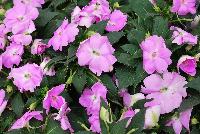 SunPatiens® Impatiens Compact Orchid -- NEW from Sakata Ornamentals Spring Trials 2016: A new additon to the vegetative SunPatiens® Series of Impatiens, featuring a compact habit and brilliant, prolific blooms with a great deep pink hue.