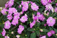 SunPatiens® Impatiens Compact Orchid -- NEW from Sakata Ornamentals Spring Trials 2016: A new additon to the vegetative SunPatiens® Series of Impatiens, featuring a compact habit and brilliant, prolific blooms with a great deep pink hue.
