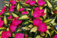 SunPatiens® Impatiens Compact Orchid -- NEW from Sakata Ornamentals Spring Trials 2016: A new additon to the vegetative SunPatiens® Series of Impatiens, featuring a compact habit with brilliant, prolific blooms of rose on a variegated leaf.