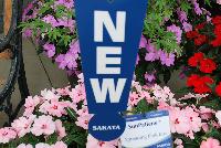 SunPatiens® Impatiens Spreading Pink Kiss -- NEW from Sakata Ornamentals Spring Trials 2016: A new additon to the vegetative SunPatiens® Series of Impatiens, featuring a spreading habit with brilliant, prolific pink blooms with small red centers.