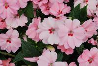 SunPatiens® Impatiens Spreading Pink Kiss -- NEW from Sakata Ornamentals Spring Trials 2016: A new additon to the vegetative SunPatiens® Series of Impatiens, featuring a spreading habit with brilliant, prolific pink blooms with small red centers.