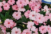 SunPatiens® Impatiens Spreading Pink Kiss -- NEW from Sakata Ornamentals Spring Trials 2016: A new additon to the vegetative SunPatiens® Series of Impatiens, featuring a spreading habit with brilliant, prolific pink blooms with small red centers.