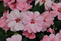 SunPatiens® Impatiens Spreading Pink Kiss -- NEW from Sakata Ornamentals Spring Trials 2016: A new additon to the vegetative SunPatiens® Series of Impatiens, featuring a spreading habit with brilliant, prolific pink blooms with small red centers.