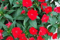 SunPatiens® Impatiens Compact Fire Red -- NEW from Sakata Ornamentals Spring Trials 2016: A new additon to the vegetative SunPatiens® Series of Impatiens, featuring a compact habit with prolific bright, rich red flowers.