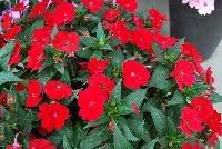 SunPatiens® Impatiens Compact Fire Red -- NEW from Sakata Ornamentals Spring Trials 2016: A new additon to the vegetative SunPatiens® Series of Impatiens, featuring a compact habit with prolific bright, rich red flowers.