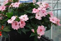 SunPatiens® Impatiens Spreading Pink Kiss -- NEW from Sakata Ornamentals Spring Trials 2016: A new additon to the vegetative SunPatiens® Series of Impatiens, featuring a spreading habit with brilliant, prolific pink blooms with small red centers.