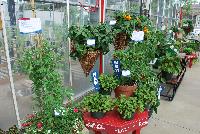   -- On display @ Sakata Ornamentals Spring Trials 2016: Wall-mounted plantings offering a unique perspective on gardening.