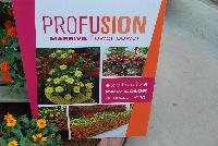 Profusion™ Double Zinnia  -- From Sakata Ornamentals Spring Trials 2016: Profusion® Double Zinnias which are great for the grower due to incredible uniformity and disease resistance.  Great for the retailer as the double flower power has eye-catching appeal and they work great in mixes and combinations from Spring to Fall.  For the Consumer, these plants are extremely heat tolerant and drought resistant, making them excellent for the landscape.  These specimens are absolutely covered with an abundance of big, full blooms.  Excellent performance in the landscape and on the Space Station.