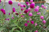 Ping Pong® Gomphrena Mix -- NEW from Sakata Ornamentals Spring Trials 2016: the Ping Pong® Series of Gomphrena, a drought-tolerant and low-maintenance series that explodes with color in containers and in mass plantings, adding height and dimension.  Great as a cut flower.