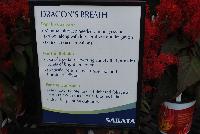 Dragon's Breath™ Celosia  -- From Sakata Ornamentals Spring Trials 2016: Dragon's Breath Celosia, great for the grower needing minimal nitrogen during growing period, needing less fertilizer and irrigation; a perfect choice for gallons.  For he retailer, extra-large, late-flowering provides bursts of bright red color which is fantastic under hot and humid conditions.  For the consumer, this is an easy, low-maintenance choice with bright-red foliage all summer long with spectacular blooms in the fall, ideal for planting outdoors.