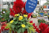 Dragon's Breath™ Celosia  -- From Sakata Ornamentals Spring Trials 2016: Dragon's Breath Celosia, great for the grower needing minimal nitrogen during growing period, needing less fertilizer and irrigation; a perfect choice for gallons.  For he retailer, extra-large, late-flowering provides bursts of bright red color which is fantastic under hot and humid conditions.  For the consumer, this is an easy, low-maintenance choice with bright-red foliage all summer long with spectacular blooms in the fall, ideal for planting outdoors.