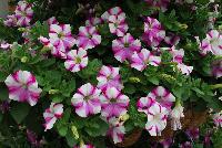Colorworks™ Petunia Homare -- New from Sakata Ornamentals Spring Trials 2016:  the Colorworks™ Series of Petunia, ideal for the grower with easy-to-bloom varieties with a strong-mounding, semi-trailing habit ideal for both basket and pot production.  For the retailer, extremely florifierous plants with striking colors make a statement.  And for the consumer, these plants offer outstanding garden performance with stunning colors that make an impact in patio pots or in he garden.