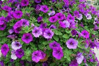 Colorworks™ Petunia Violet Bouquet -- New from Sakata Ornamentals Spring Trials 2016:  the Colorworks™ Series of Petunia, ideal for the grower with easy-to-bloom varieties with a strong-mounding, semi-trailing habit ideal for both basket and pot production.  For the retailer, extremely florifierous plants with striking colors make a statement.  And for the consumer, these plants offer outstanding garden performance with stunning colors that make an impact in patio pots or in he garden.